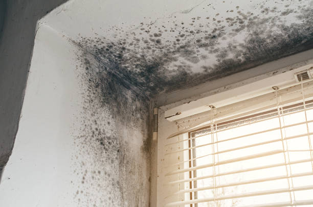Affordable Attic Mold Removal solutions in Parkville, MD