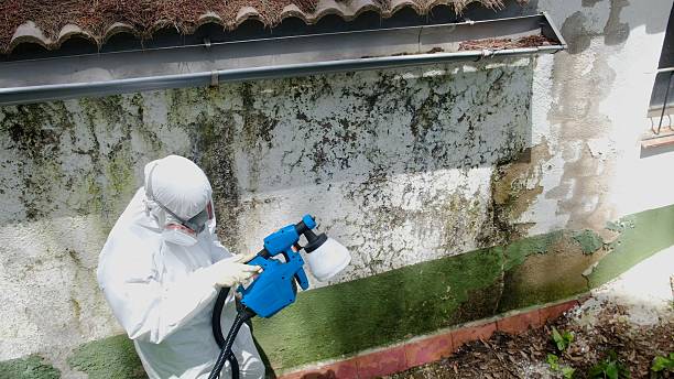 Top rated local Attic Mold Removal specialists in Parkville, MD